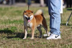 picture of dog