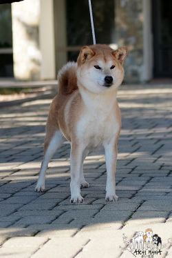 picture of dog