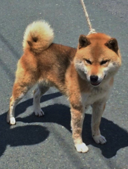 picture of dog