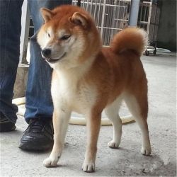picture of dog