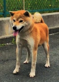 picture of dog