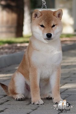 picture of dog