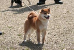 picture of dog