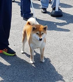 picture of dog