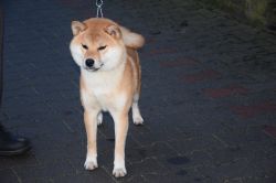 picture of dog