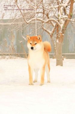 picture of dog
