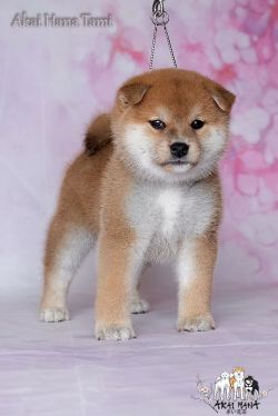 picture of dog