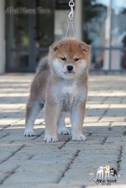 picture of dog