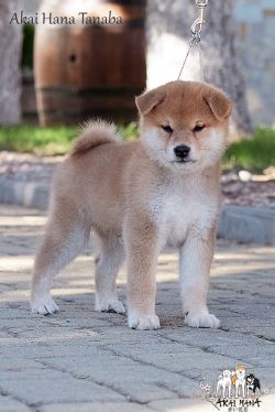 picture of dog
