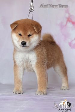 picture of dog