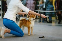 picture of dog