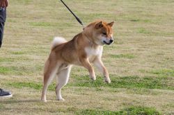 picture of dog