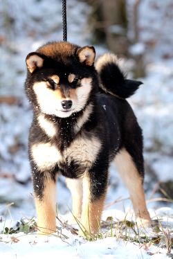 picture of dog