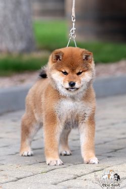 picture of dog