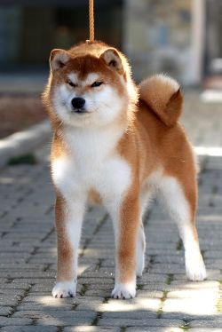 picture of dog