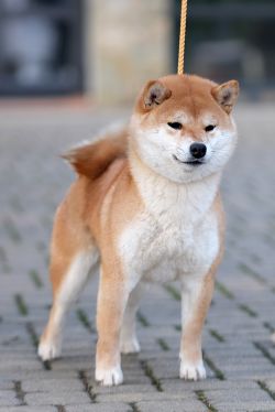 picture of dog
