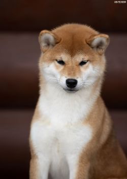 picture of dog