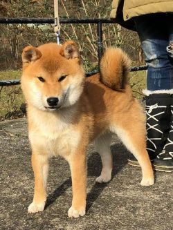 picture of dog