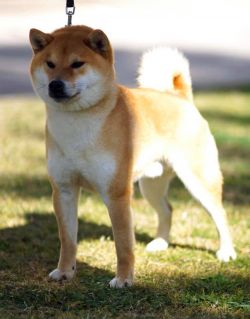 picture of dog