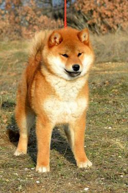 picture of dog