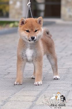 picture of dog