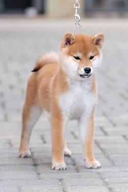 picture of dog