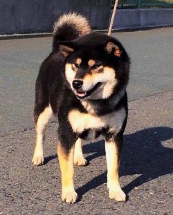 picture of dog