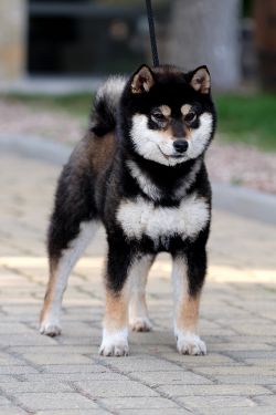 picture of dog