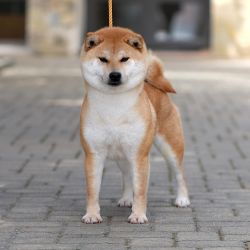 picture of dog
