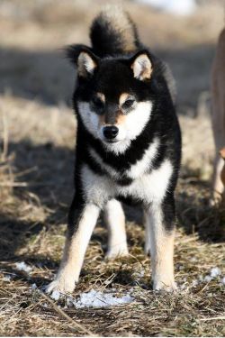 picture of dog
