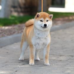 picture of dog