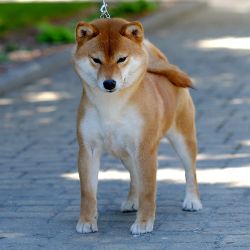 picture of dog
