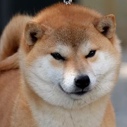 picture of dog