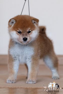 picture of dog