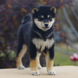 picture of dog