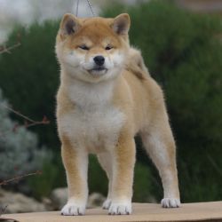 picture of dog