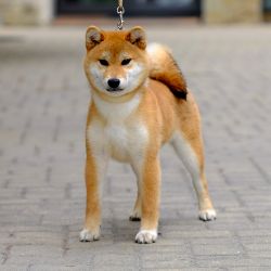 picture of dog