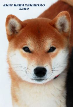 picture of dog