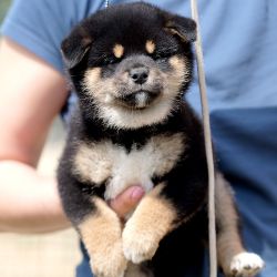 picture of dog