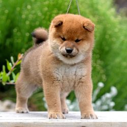 picture of dog
