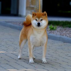 picture of dog