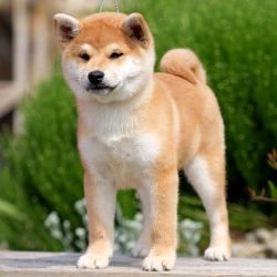 picture of dog