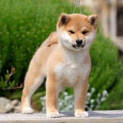 picture of dog