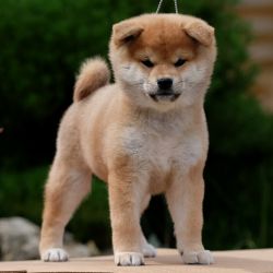 picture of dog