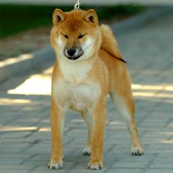 picture of dog