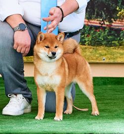 picture of dog