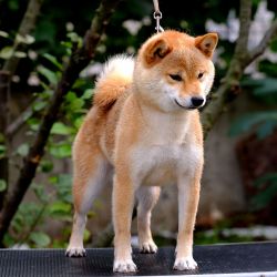 picture of dog