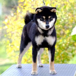 picture of dog