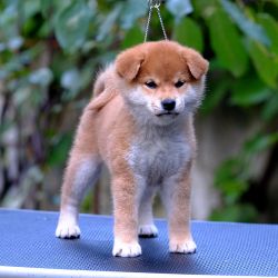 picture of dog