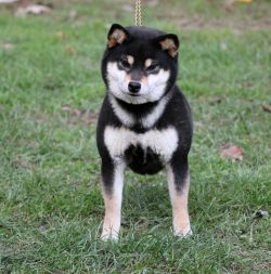 picture of dog